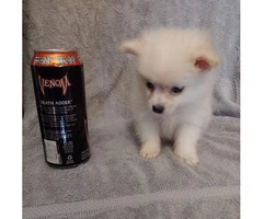 Teacup Pomeranian male puppy waiting for his new home - 2