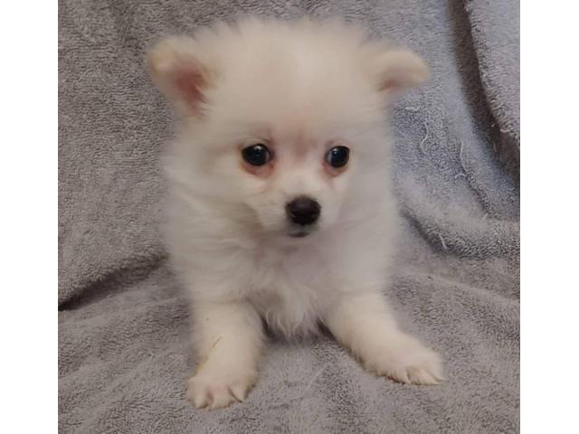 Teacup Pomeranian male puppy waiting for his new home in