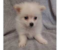 Teacup Pomeranian male puppy waiting for his new home - 3