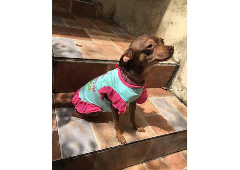 Chihuahua puppies 1 girl 2 boys