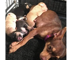 Chihuahua puppies 1 girl 2 boys - 3