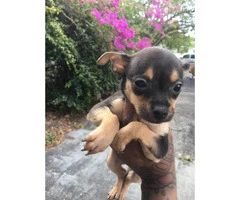 Chihuahua puppies 1 girl 2 boys - 5