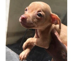 Chihuahua puppies 1 girl 2 boys - 8