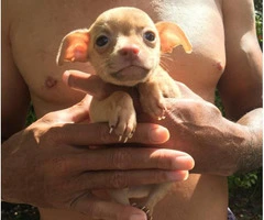 Chihuahua puppies 1 girl 2 boys - 9