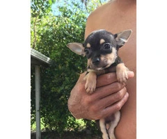 Chihuahua puppies 1 girl 2 boys - 11