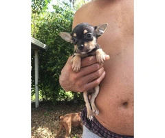 Chihuahua puppies 1 girl 2 boys - 12