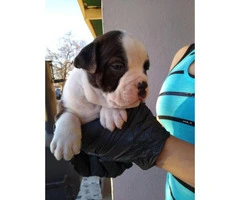 4 pretty micro American Bully male puppies available
