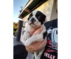 4 pretty micro American Bully male puppies available - 2