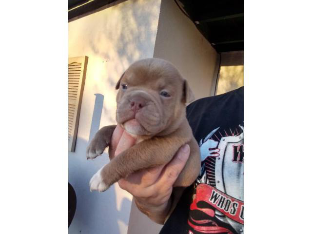 4 pretty micro American Bully male puppies available in ...