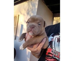 4 pretty micro American Bully male puppies available - 3