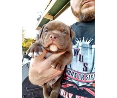 4 pretty micro American Bully male puppies available - 4