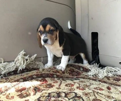 Tri-colored Beagle Puppies are in need of new loving homes