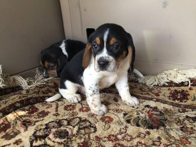 Tri Colored Beagle Puppies Are In Need Of New Loving Homes Somerville