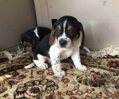 Tri-colored Beagle Puppies are in need of new loving homes - 2