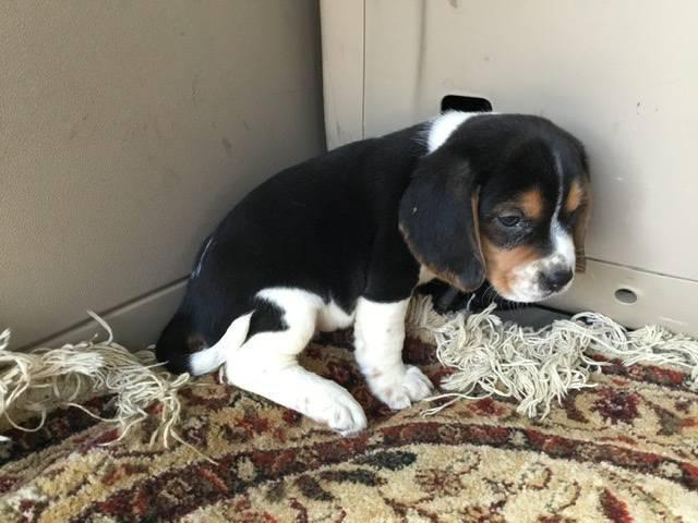 Tri-colored Beagle Puppies are in need of new loving homes in