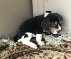 Tri-colored Beagle Puppies are in need of new loving homes - 3