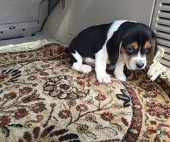 Tri-colored Beagle Puppies are in need of new loving homes - 4
