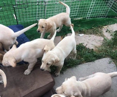 7 purebred Labrador Retriever puppies for sale