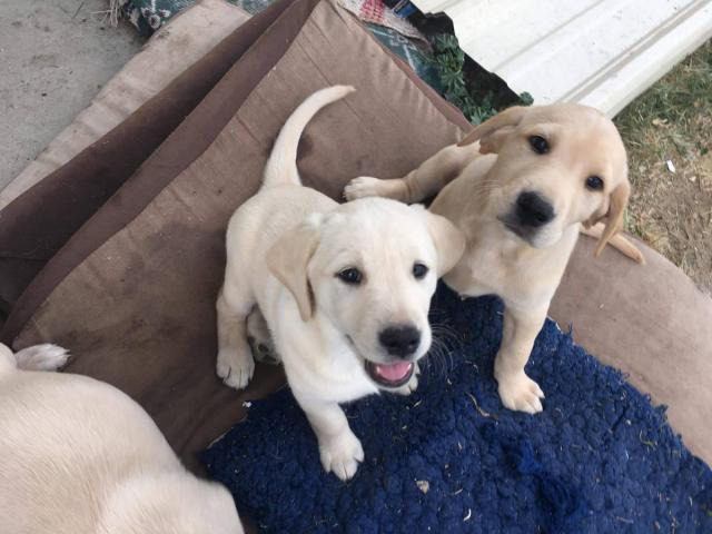 7 purebred Labrador Retriever puppies for sale Fresno - Puppies for ...