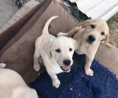 7 purebred Labrador Retriever puppies for sale - 2