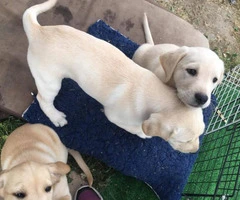 7 purebred Labrador Retriever puppies for sale - 3