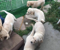 7 purebred Labrador Retriever puppies for sale - 4