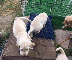 7 purebred Labrador Retriever puppies for sale - 5