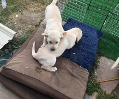 7 purebred Labrador Retriever puppies for sale - 6