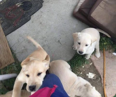 7 purebred Labrador Retriever puppies for sale - 7