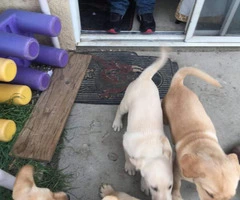 7 purebred Labrador Retriever puppies for sale - 8