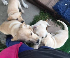 7 purebred Labrador Retriever puppies for sale - 9