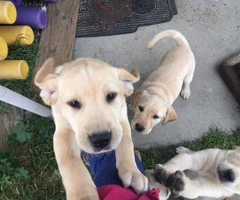 7 purebred Labrador Retriever puppies for sale - 10