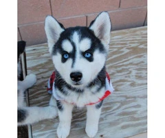 1 female and 2 male Siberian husky puppies