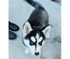 1 female and 2 male Siberian husky puppies - 2