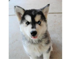 1 female and 2 male Siberian husky puppies - 4