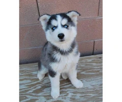 1 female and 2 male Siberian husky puppies - 5
