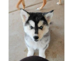 1 female and 2 male Siberian husky puppies - 7