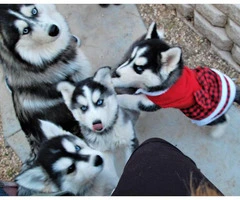 1 female and 2 male Siberian husky puppies - 8
