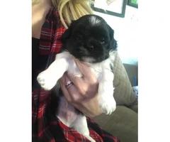 One male full-blooded Shih Tzu puppy left - 1