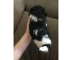 One male full-blooded Shih Tzu puppy left - 2