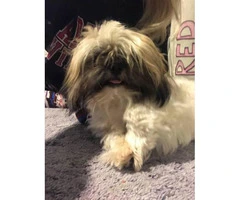 One male full-blooded Shih Tzu puppy left - 3