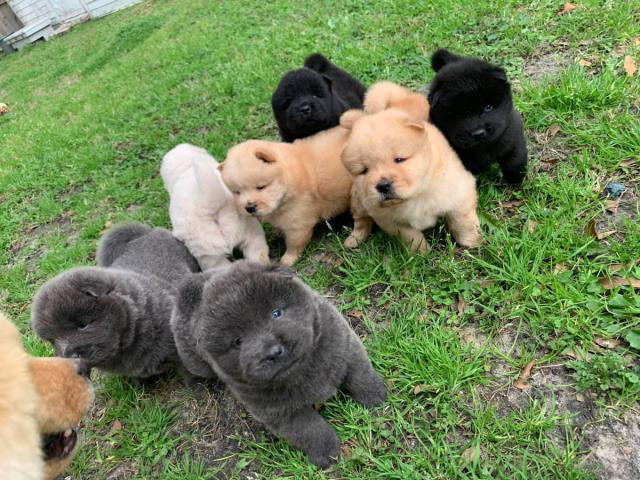 Lovely Full bloodied Chow Chow puppies in Charleston, West