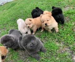 Lovely Full bloodied Chow Chow puppies