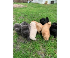 Lovely Full bloodied Chow Chow puppies - 2