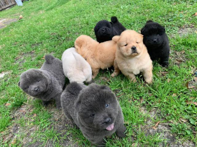 Lovely Full bloodied Chow Chow puppies in Charleston, West
