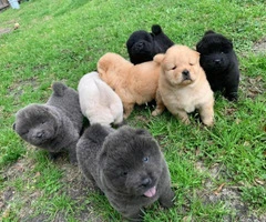 Lovely Full bloodied Chow Chow puppies - 3