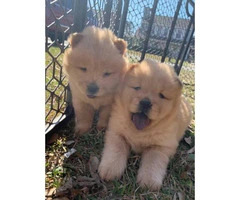 Lovely Full bloodied Chow Chow puppies - 4
