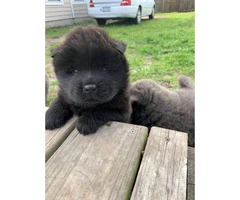 Lovely Full bloodied Chow Chow puppies - 5