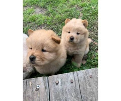 Lovely Full bloodied Chow Chow puppies - 6