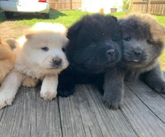 Lovely Full bloodied Chow Chow puppies - 8